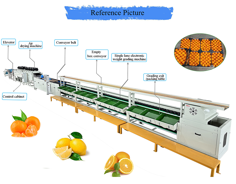 citrus sorter